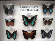 Motýle z Južnej Ameriky
